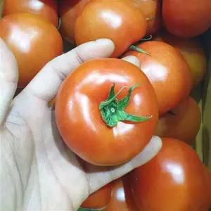 신선 션별 완숙 찰 토마토 5kg 10kg 못난이 주스용 쥬스용 대저 짭짤이