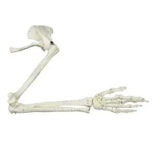 인체 모형 실습 발 구조 과학 다리 교보재 의학 병원 모델 피규어 교육 해부학 해부도 뼈