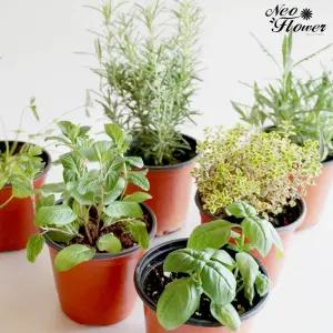 허브 40종 택1 반려식물 키친허브 애플민트/바질/레몬밤/로즈마리/라벤더/바질