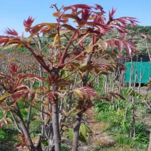 가죽나무 참죽나무