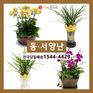 동양난/서양난/관엽/ 승진/개업 꽃배달/꽃집/화원