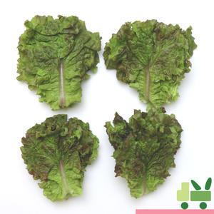 꽃상추 (포찹) 2Kg