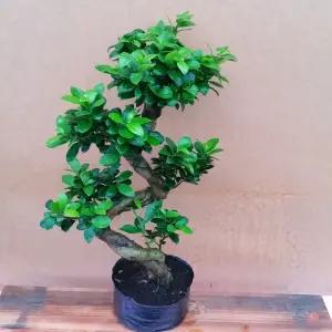 소나무길  층층이 가지마루 펜다 미니 실내장식  6049