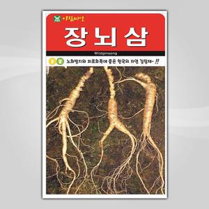 슬로시 인삼씨앗 장뇌삼 200립 씨앗 아람