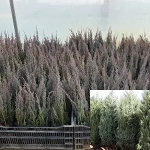 문그로우 묘목 (키40cm) 포트묘 상록수 향나무 모종