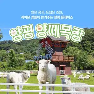 [경기] 양평 양떼목장