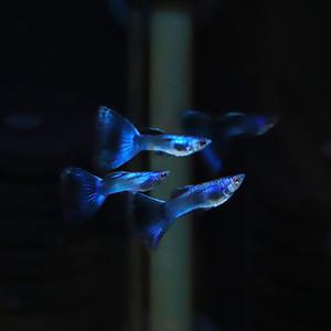 [힘찬열대어] 일렉트릭 모스크 블루 EMB 구피 1쌍