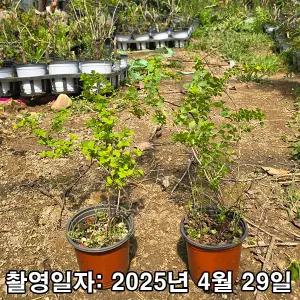 당조팝나무(공조팝/공모양꽃) / 4치 포트