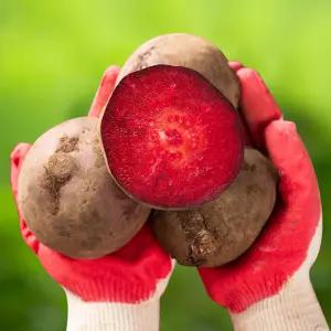 [대한민국농수산] 해남 고당도 유기농 비트 3kg