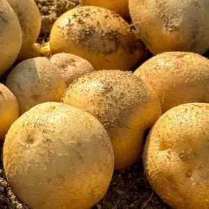 25년 햇 맛있는 수미감자 카스테라 감자 3kg, 5kg, 10kg