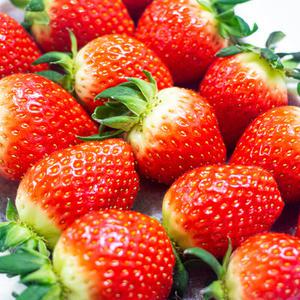 국내 킹스베리 딸기 생과 겨울 제철 세트 특 왕특 대왕특 400g