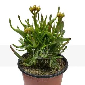 타란튤라 카랑코에 다육이 선인장 종류 희귀 식물 키우기 인테리어 소품