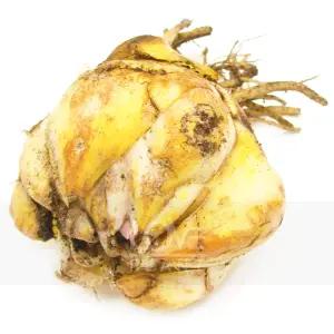 백합구근 알뿌리 구근 식물 봄 꽃 향기 모종 춘식 노지월동 야생화 키우기