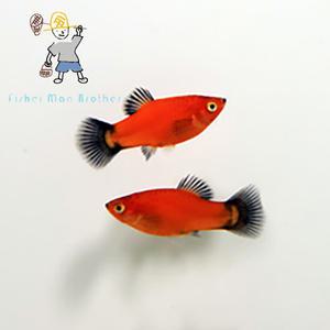 [힘찬열대어] 왁 플래티 6마리