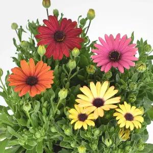 오스테우스펄멈 소형 실내화초 꽃모종 봄꽃 겹데모루