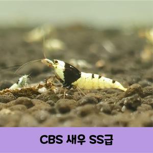 CBS새우 흑비 SS급 애완 관상용 비쉬림프 5마리