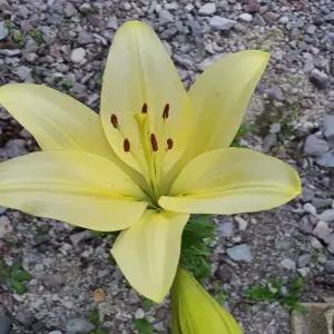 국내산 백합(그린) 구근 10구