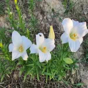 국내산 백합(흰색) 구근 10구