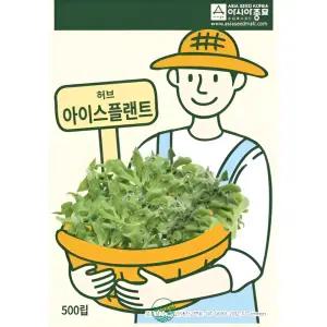 아시아종묘 아이스플랜트 크리스탈풀 허브 커몬 500립 아이스플랜트종자 아이스플랜트씨앗