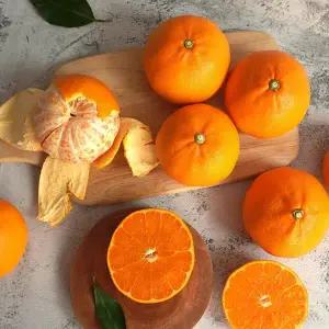 갤러리아 [더조은] 제주 서귀포 노지 천혜향 (혼합과) 10kg