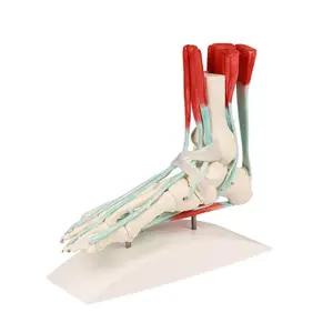 발목 모형 (힘줄,근육포함) 발 신경 , 골격 SY 6052