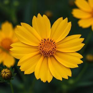 꽃 씨앗 금계국 종자 씨앗 일반종 1kg WRI