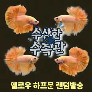 [수상한수족관] [하프문베타 ]솔리드색상 옐로우 하프문 수컷 베타 / 1마리 / 랜덤발송
