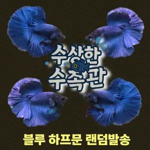 [수상한수족관] [하프문베타 ]솔리드색상 블루 하프문 수컷 베타 / 1마리 / 랜덤발송
