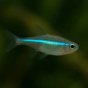 그린네온 테트라 5마리