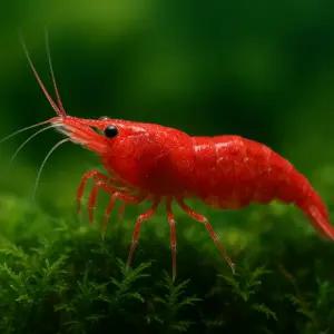 체리새우 10마리