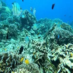 [스마트 초이스] 보홀 5일 #보홀비치클럽 #디럭스그린룸 #돌핀왓칭 #거북이스노클링 #호핑투어 #노스젠선셋투어 #알로나비치 #보홀시티투어 #특식3회