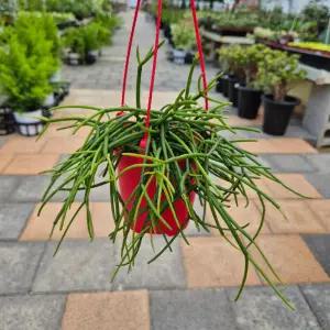 립살리스 화이트 레인행잉  립살리스 레인 공기정화식물 플랜테리어