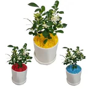 트리앤 빈티지 화이트화분 향이좋은오렌지자스민 꽃x 가벼운화분 공기정화식물 미세먼지제거 칼라스톤