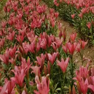 [백합 구근] 핑크펄 10구