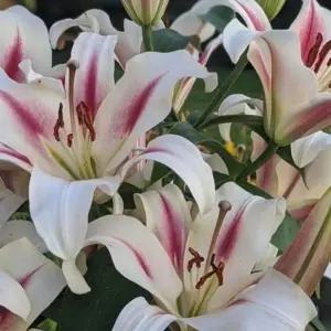 백합 님프 구근 3구 춘식 노지월동 여름 봄 꽃 개화용 다년생 B05