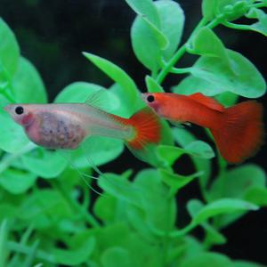 [파란수족관], 풀레드 글라스벨리 슈퍼 델타 리본 [한쌍] 구피