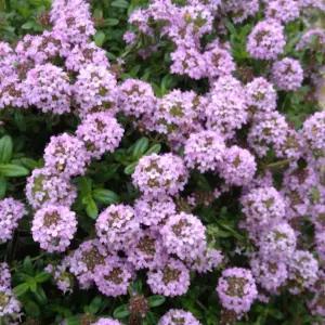 백리향 허브 향기 다년생 화단 정원 조경 다년생 지피식물 노지월동 B04