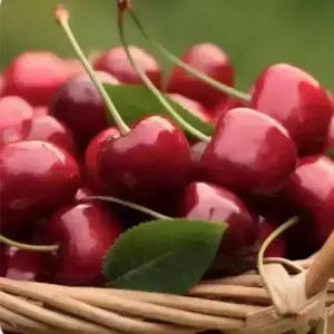 싱싱햇 체리 칠레산 미국산 수입 생체리 5kg