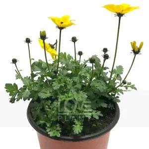 비덴스 바이랜드 소품 노란 꽃 모종 노지월동 야생화 정원 플랜테리어 화분