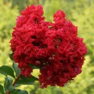 그루담다 배롱나무 다이너마이트 묘목 4치 장포트