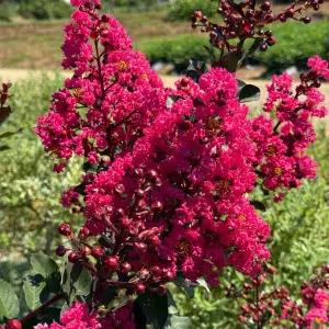 그루담다 배롱나무 핑크벨로 묘목 4치 장포트