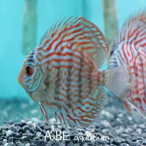 [에이투비]블루터콰이즈 디스커스 / 4-5cm내외 /소 1마리