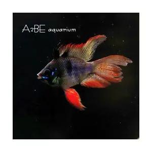 [에이투비]블랙 라미네지 벌룬타입 롱핀 / 3~4cm 전후 / 3마리 / 암수랜덤