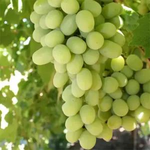 코튼캔디 솜사탕 포도나무 접목1년6개월(포트묘 두개묶음 HK120