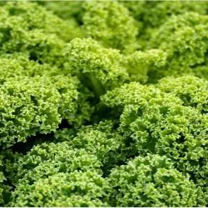 곱슬 케일 씨앗 컬리 케일 종자 케일씨 100알 (KR)