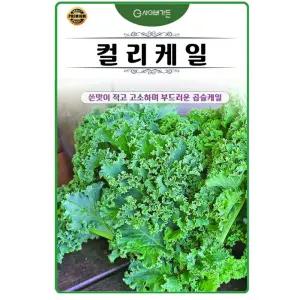 컬리 곱슬 케일씨앗 300립