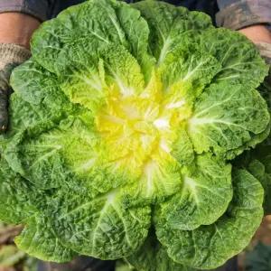 갓 수확한 신선해서 더 아삭달큰한 진도 봄동 2kg