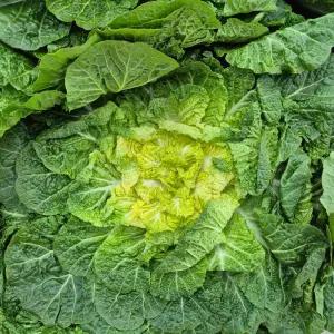 싱싱하고 달고 고소한 국내산 봄동 2kg