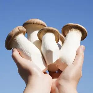 무농약 새송이버섯 2kg/ 진한 버섯향 쫄깃한 식감