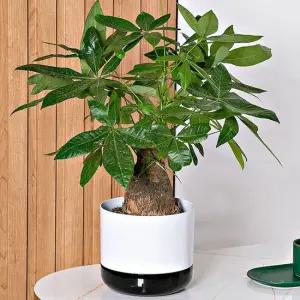 조이팜 물받이 일체형 화분 원형 다육이 인테리어포트 베란다화분 화분갈이화분